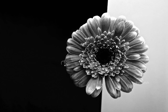 flickr daisy
